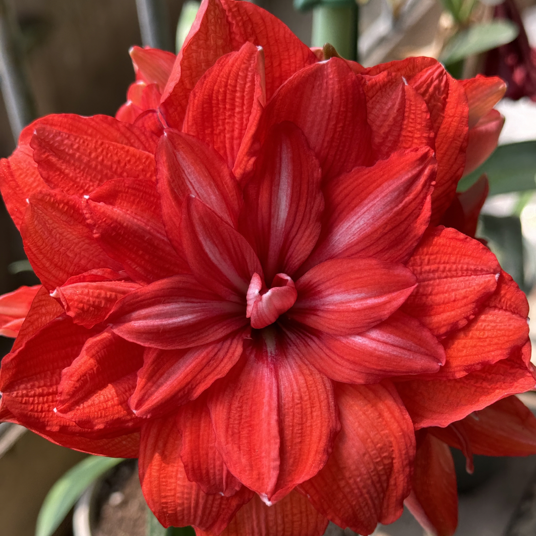 卡罗琳娜进口朱顶红