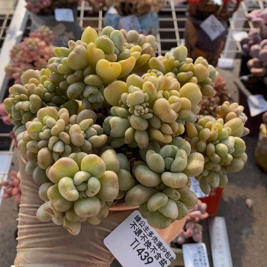 比尔盖茨439/12c m