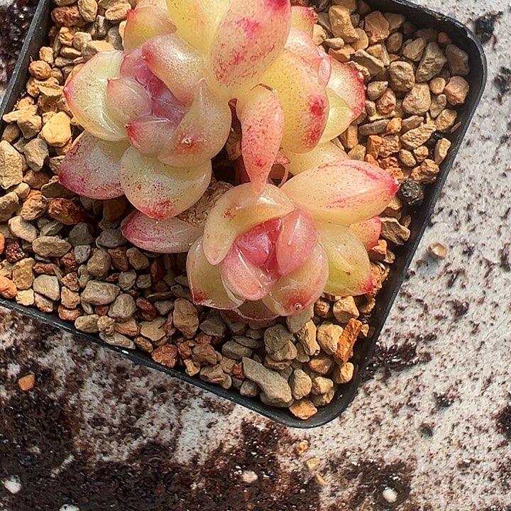 4头珍妮多肉植物一颗