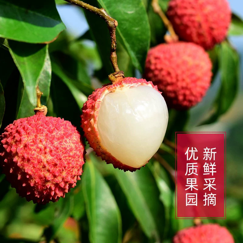 【明天到】正宗高州桂味荔枝优质果园栽培3-5斤新鲜水果顺丰包邮广东省