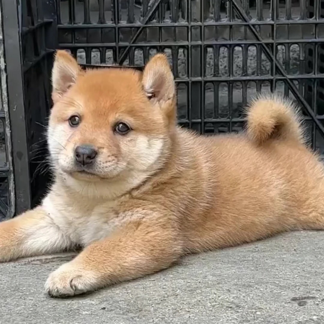 五黑犬五红犬黄狗白面中华田园犬1