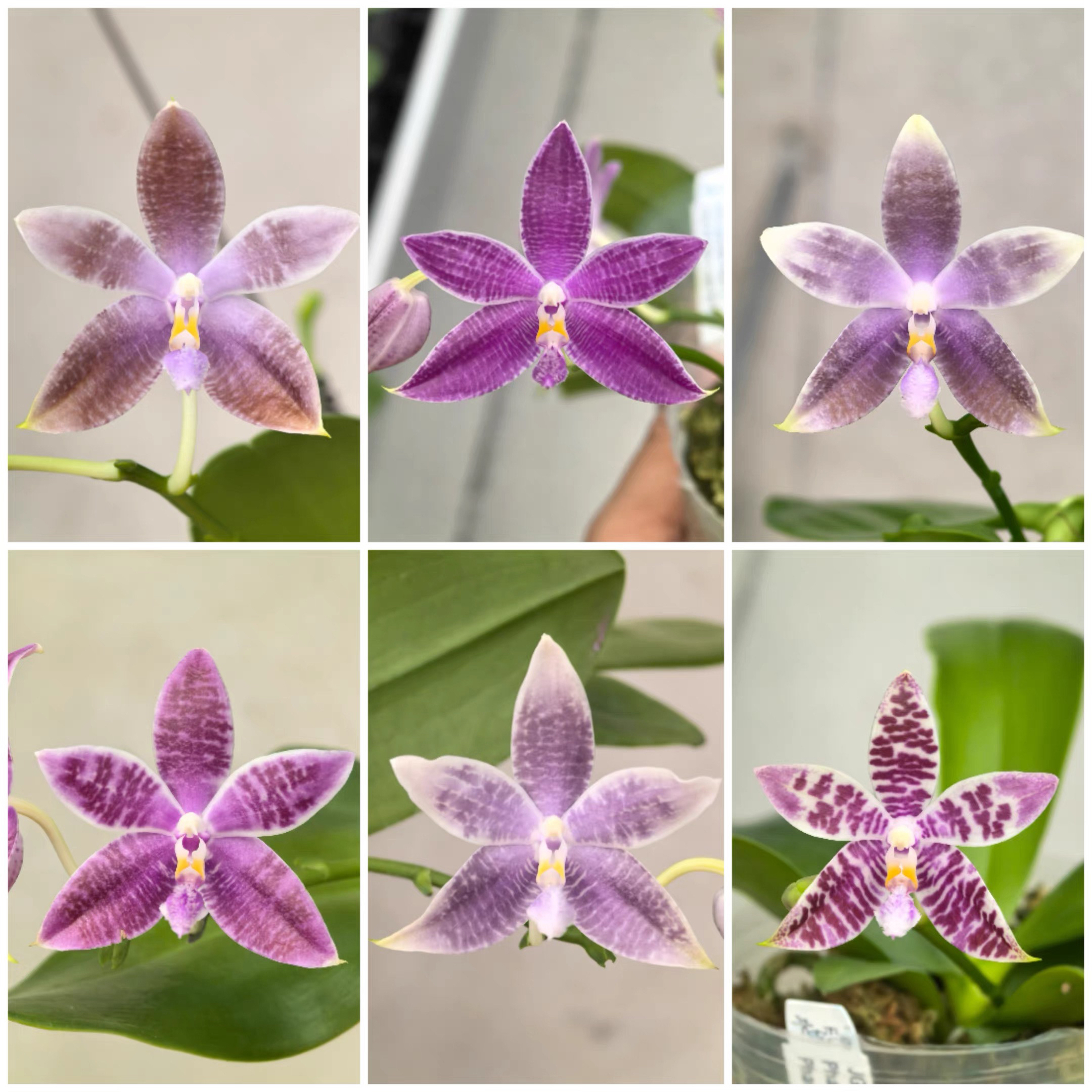 花农杰哥原生种蝴蝶兰直播用链接 JG2349 蓝盾交蓝路帝