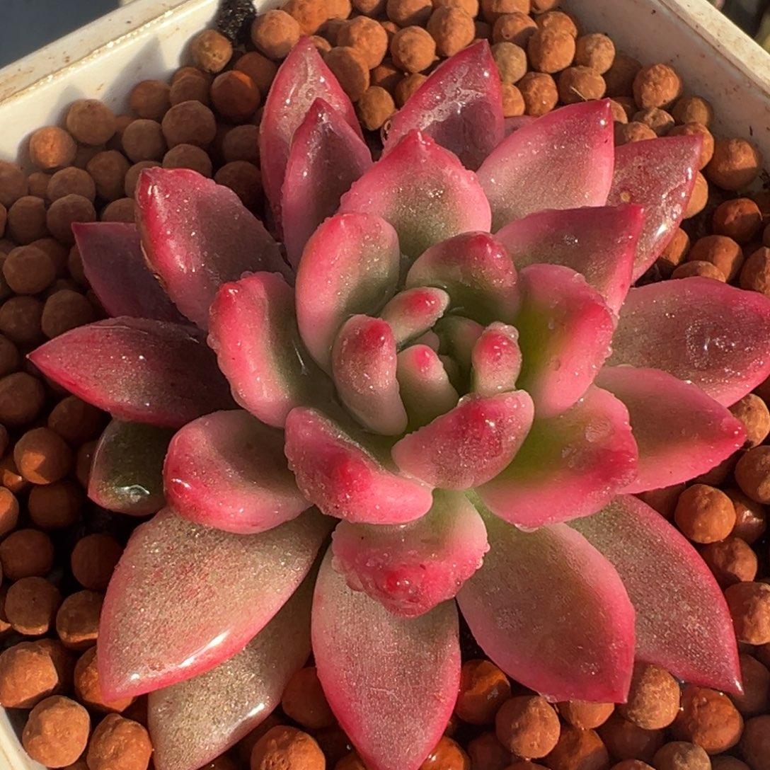 拉菲锦（独家）覆轮锦