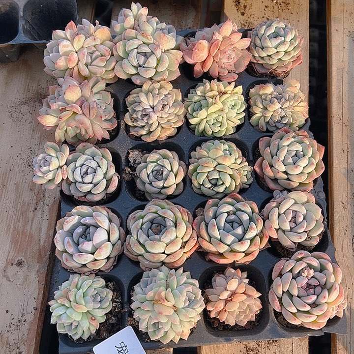 直播福利一物一拍97