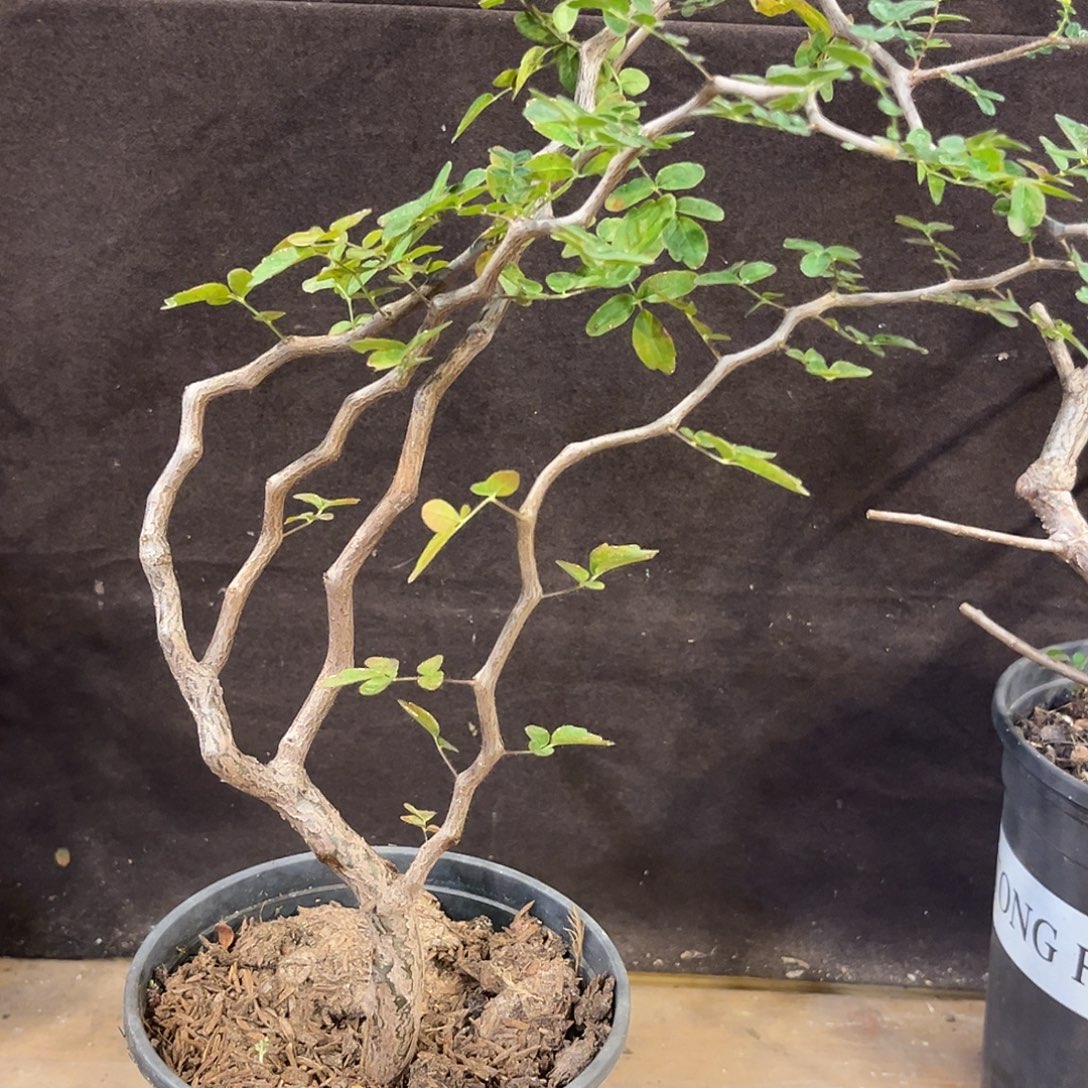 汤圆植物滔天橄榄9飘枝