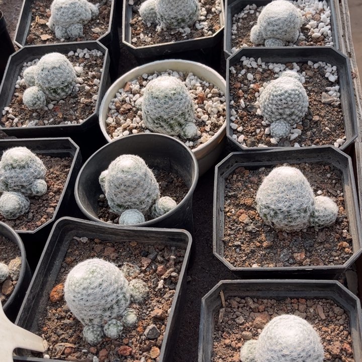 二个群生大春星好养皮实