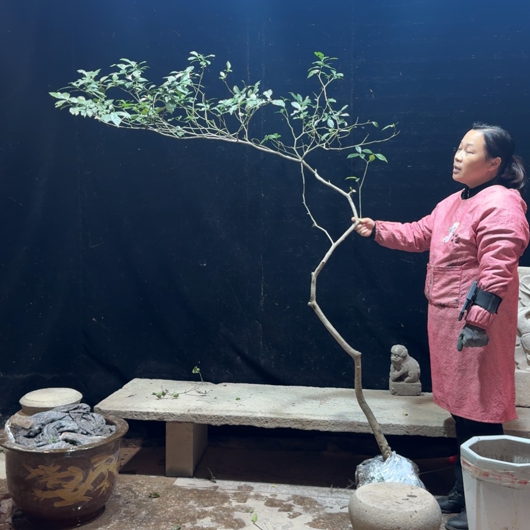 我***啊完全开放栀子花生桩一物一拍