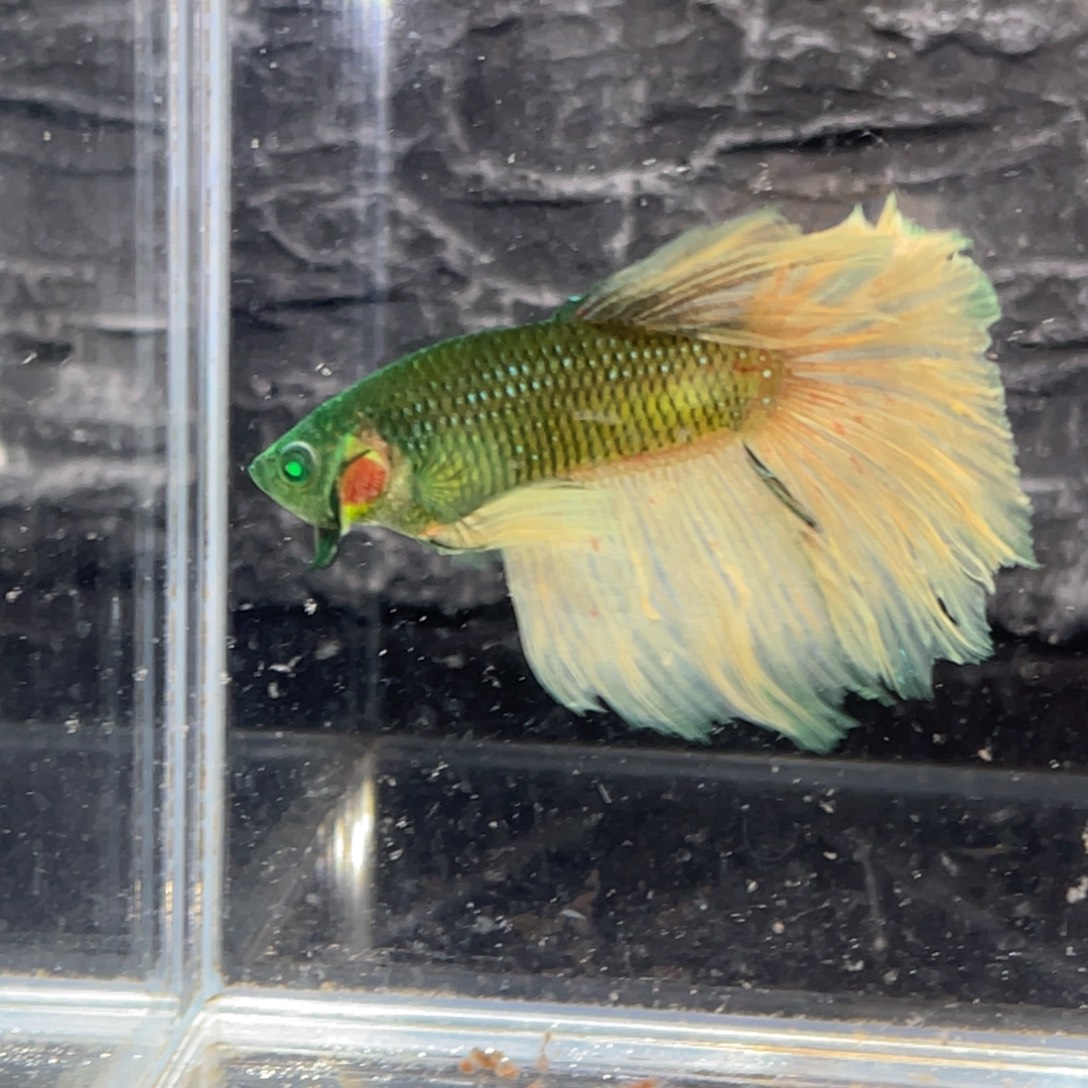 斗鱼绿魔半月公鱼