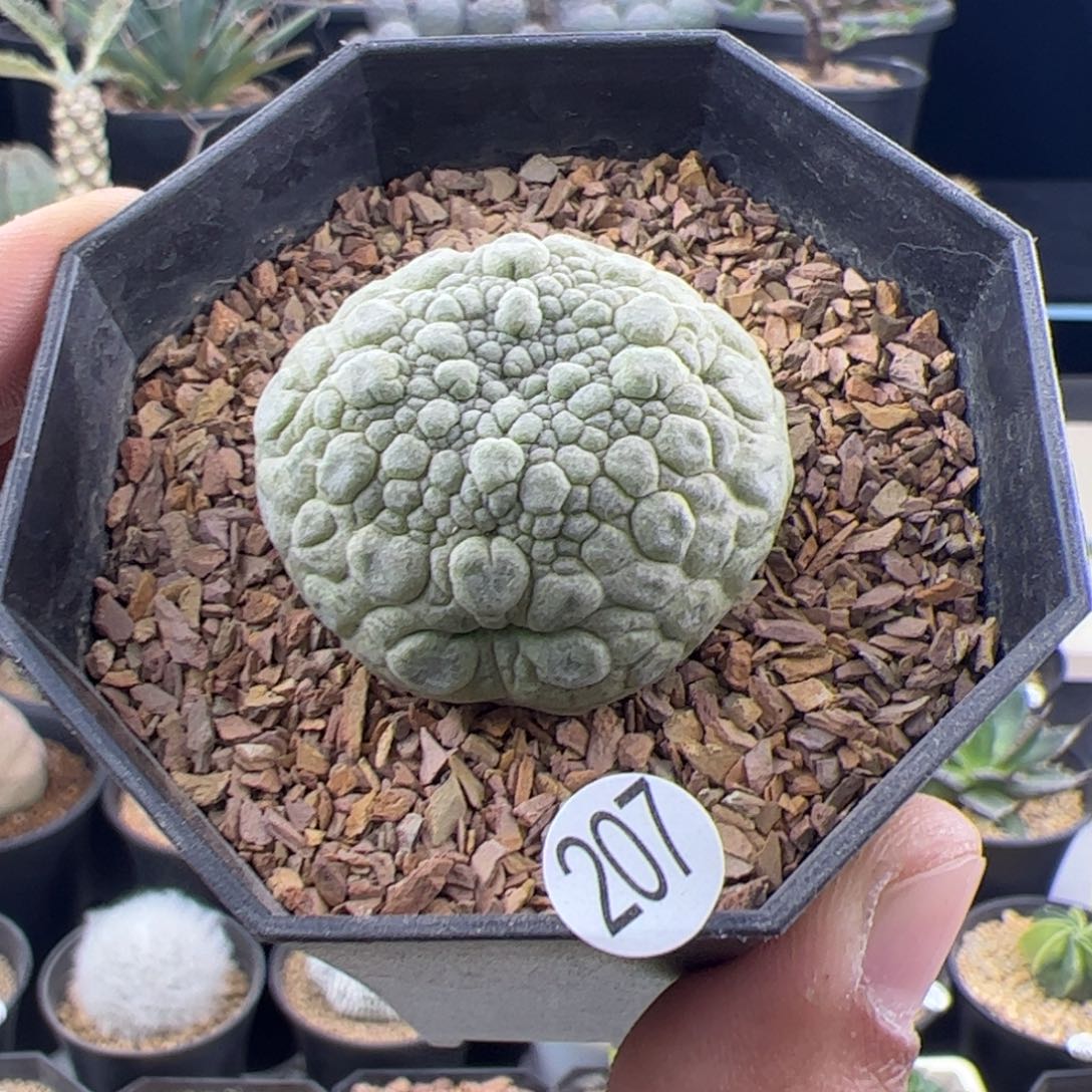 凝蹄玉实生3.5一物一拍