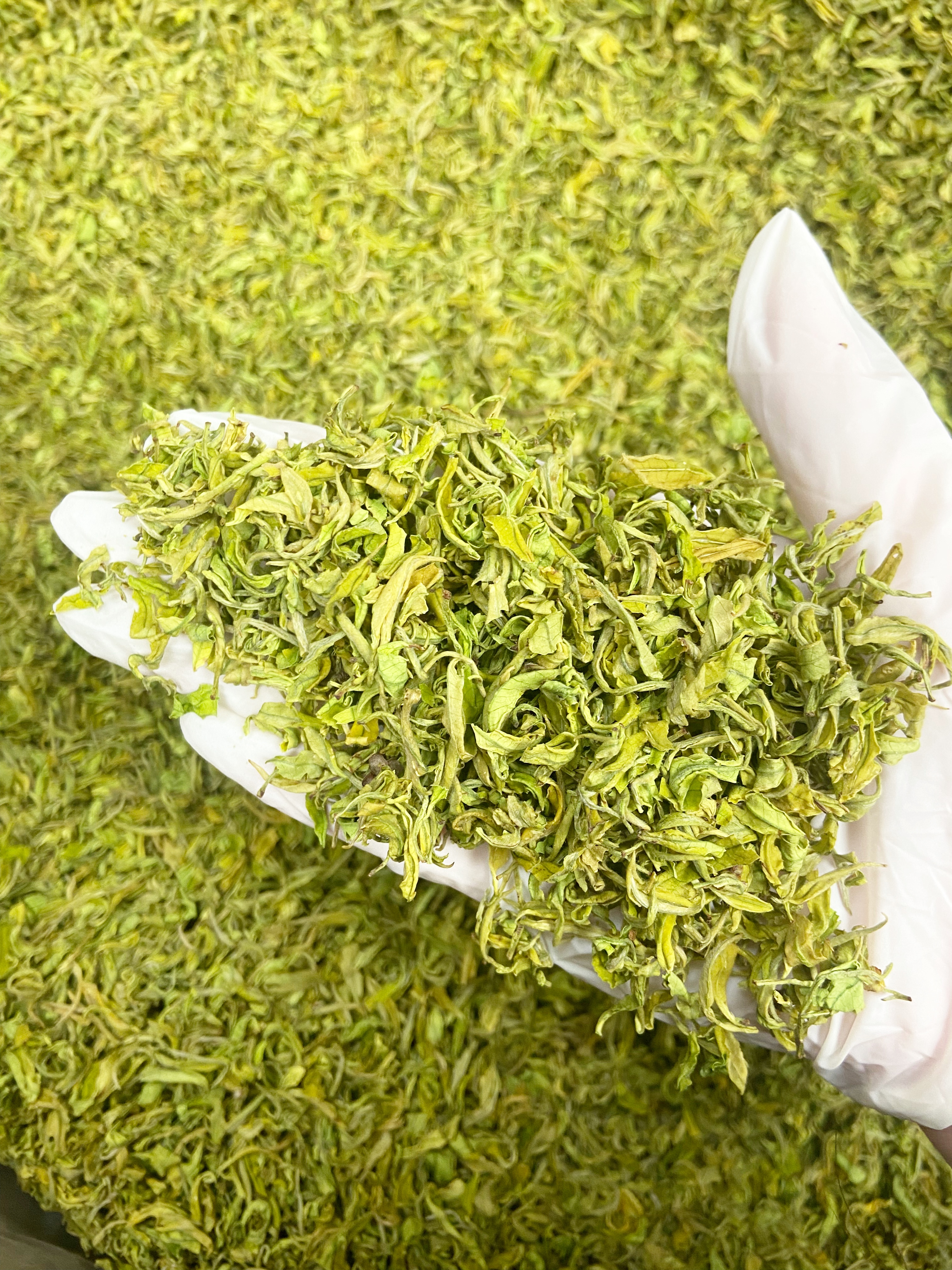【一山手工熊猫】2025新茶  高白化 安吉明前茶  奶香型