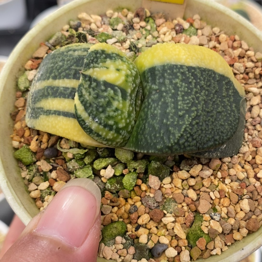 不***37珍珠卧牛锦一物一拍