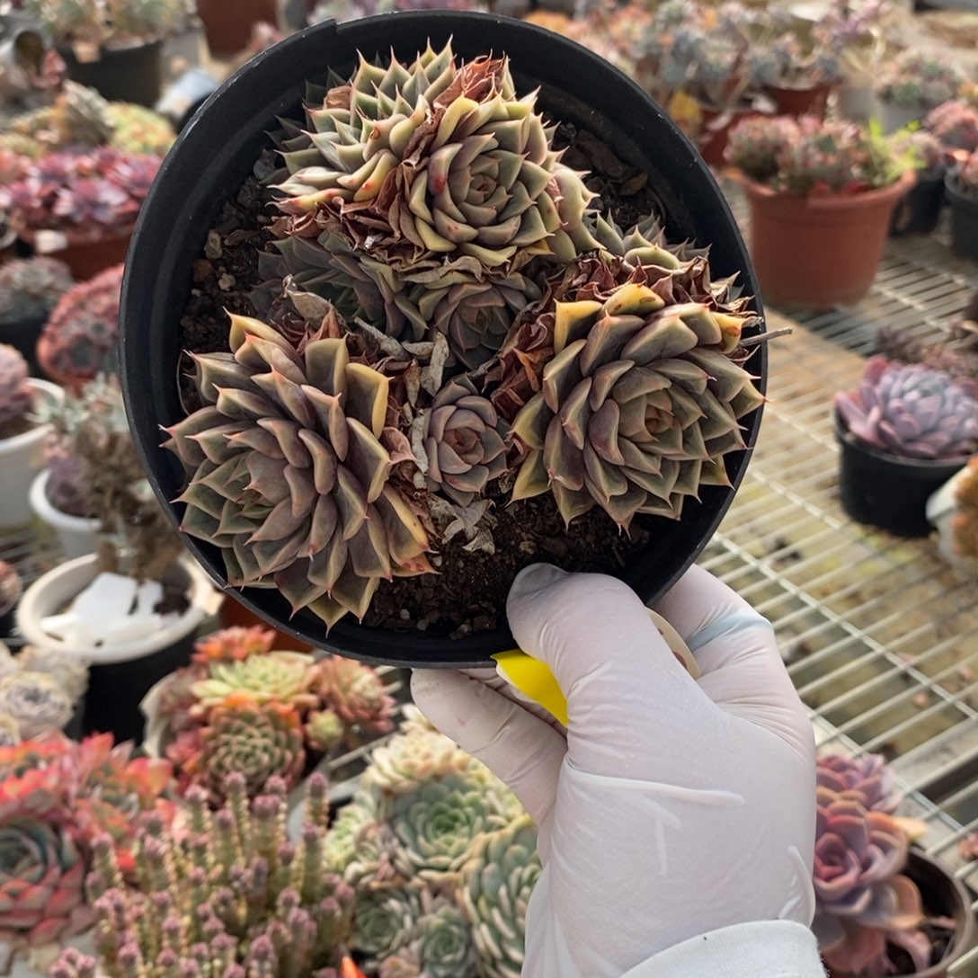 369玫瑰夫人一物一拍