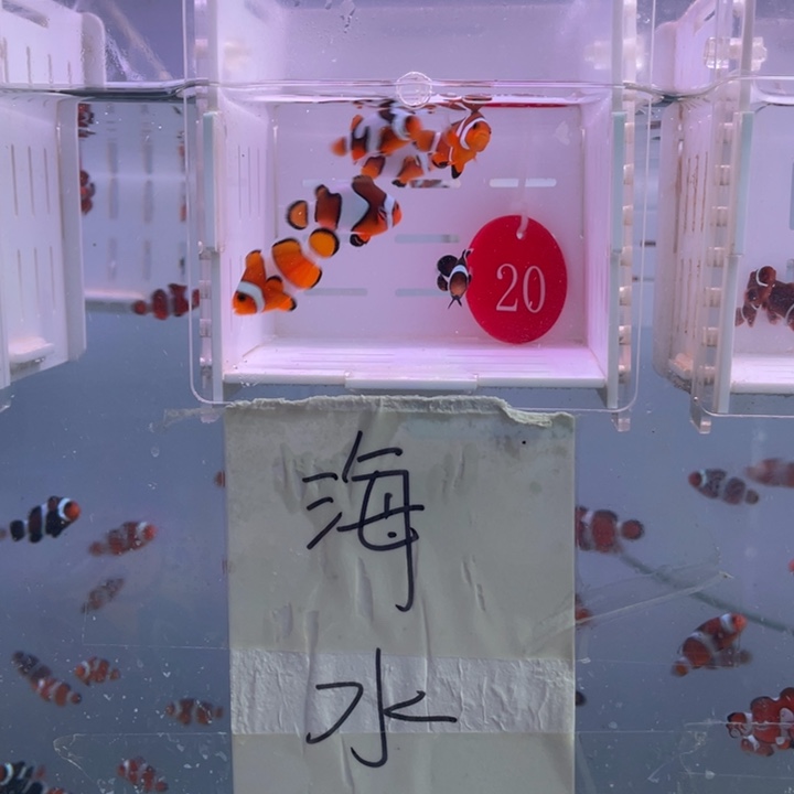 海水鱼精品混搭6条2.5-3