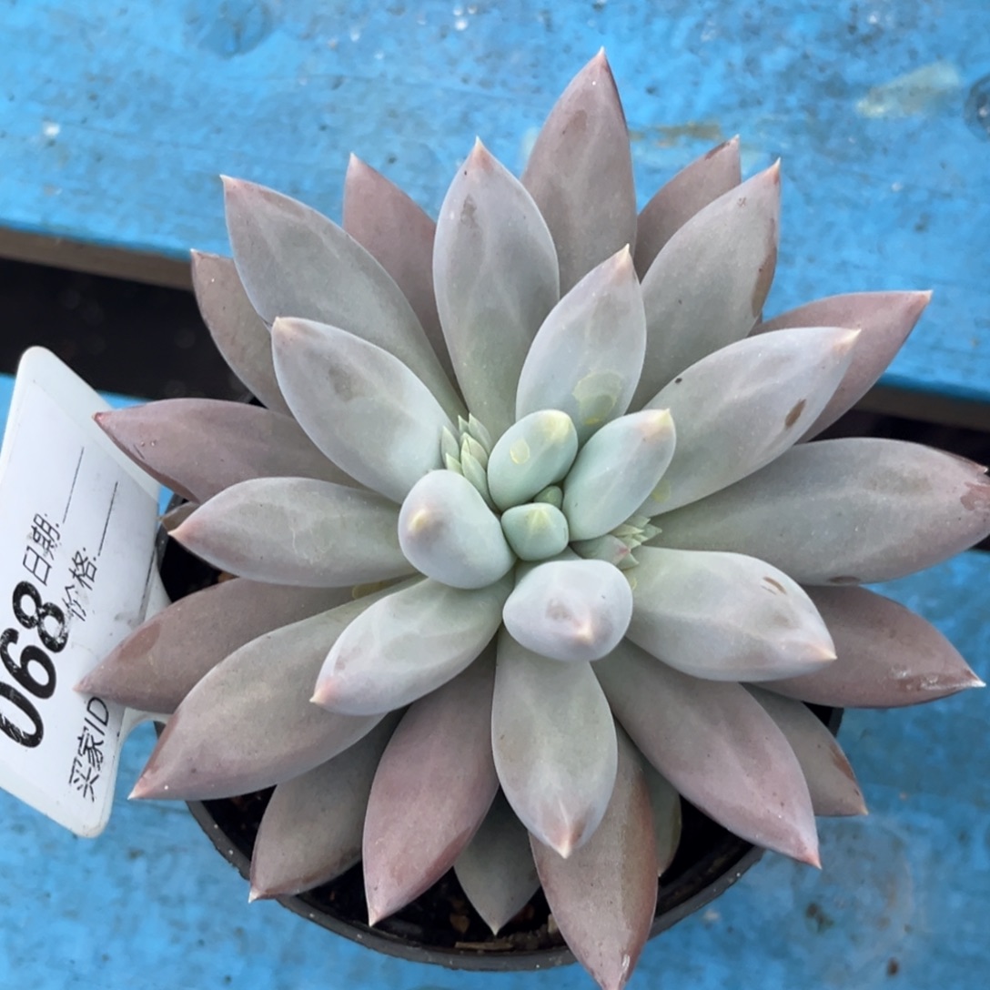 红体哥特多肉植物68