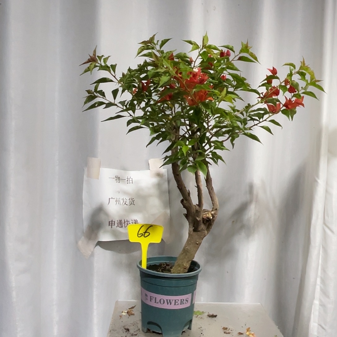 当前无花栽培后可以开花66热火桑巴桩粗3公分