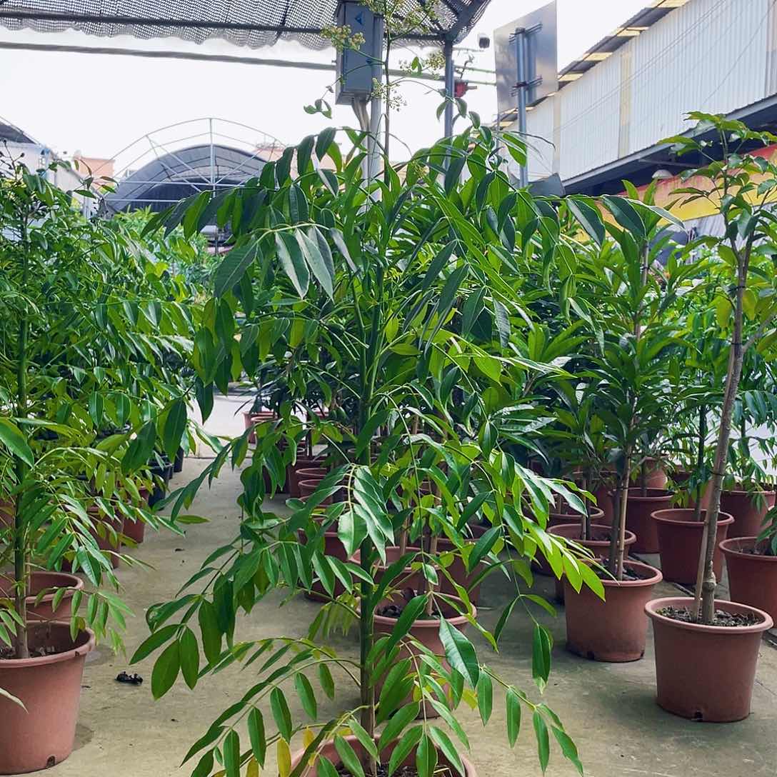 完全开放风**行1111111