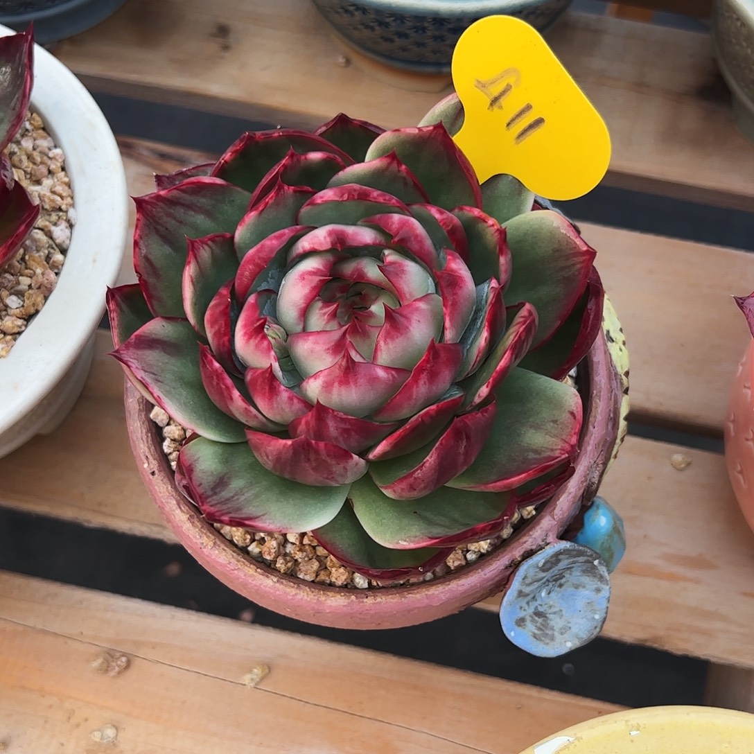 指***官惊鸿仙子一物一拍411号