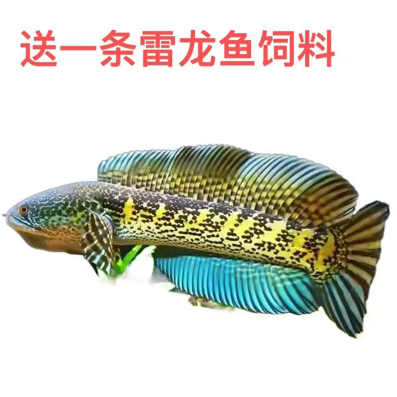 眼睛蛇雷龙鱼冷水淡水观赏鱼混养易活饲养活物