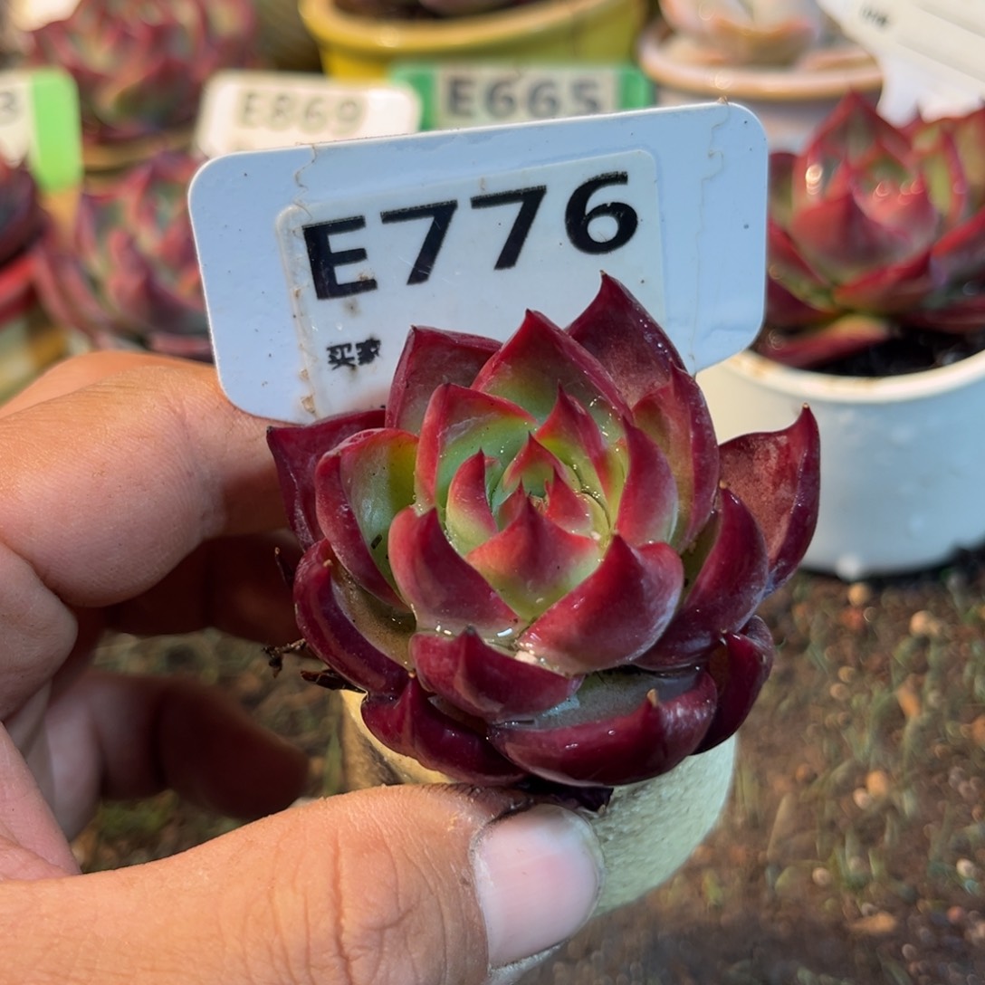 惊鸿一瞥776号多肉