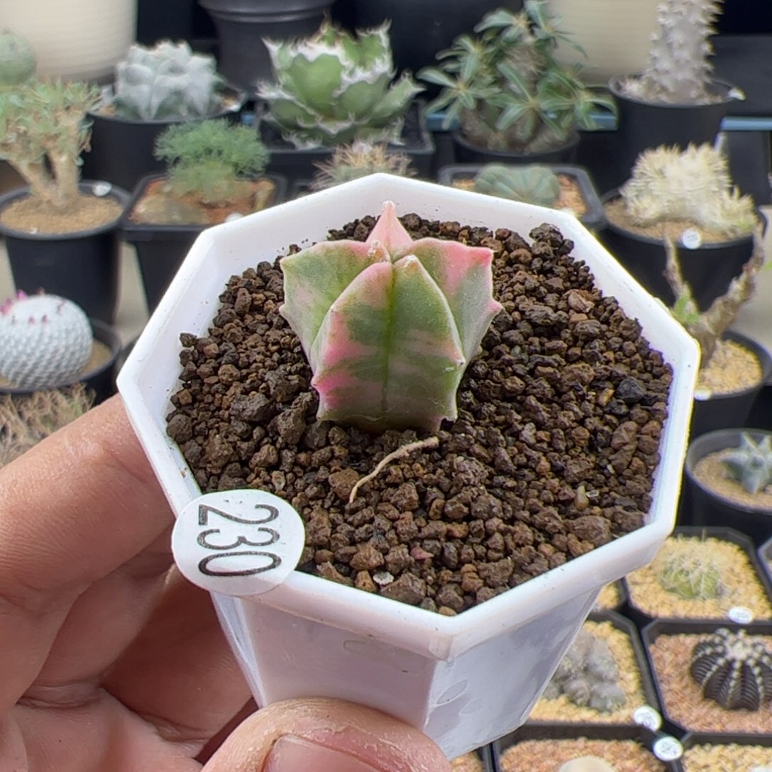 鸾凤玉锦1.9一物一拍230