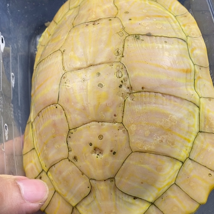 巴西彩龟母66666666