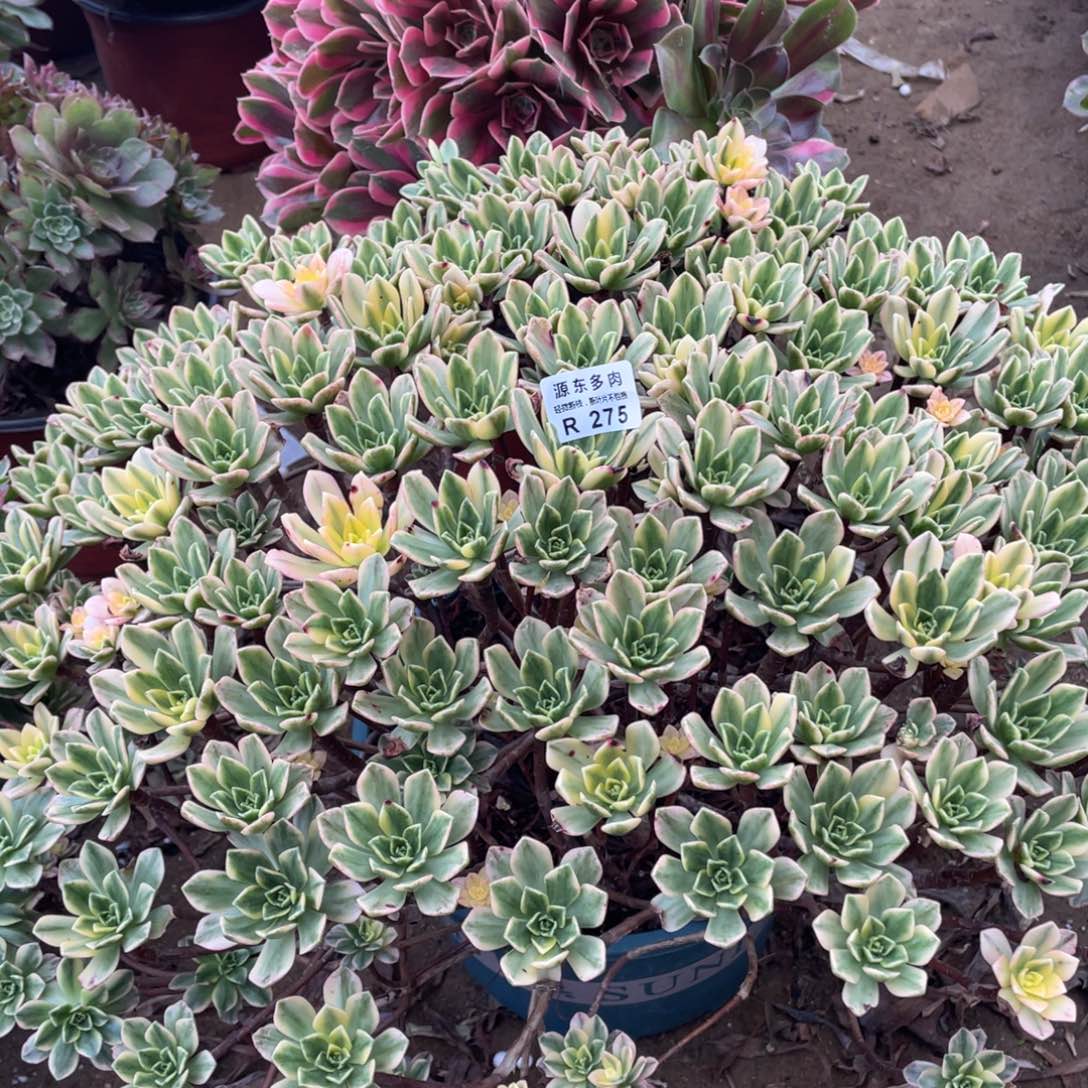 魔***女275甜茶多肉法师断枝不包