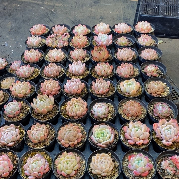 078多肉植物我都不