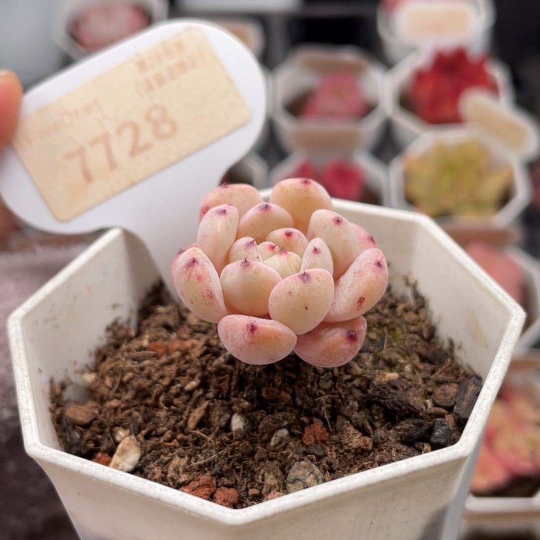 雪爪7728-3.0厘米