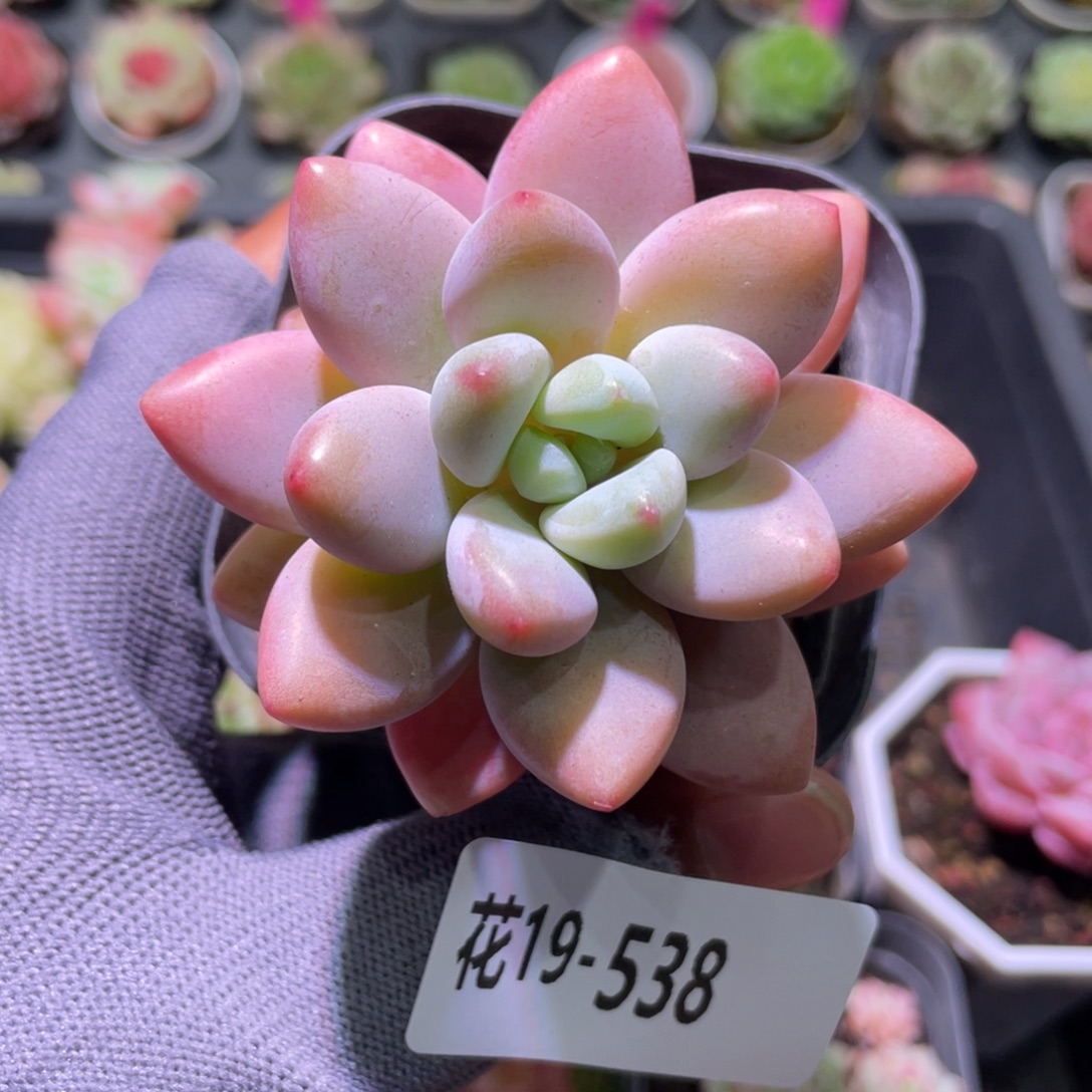 花利美19-538洛神