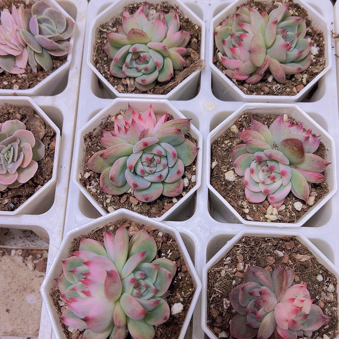 双头吉娃娃锦19包邮