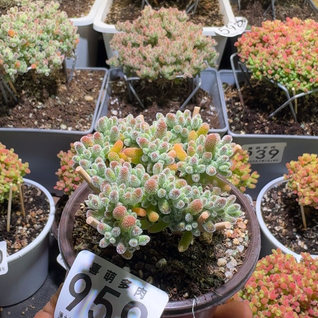 枝干番杏五彩冰晶959