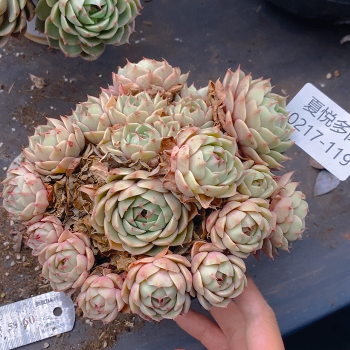 夏悦多肉 0217-119本吧