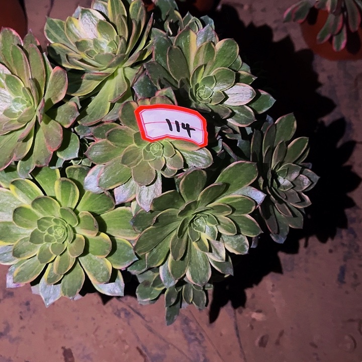 114黄金万两多肉植物处理不售后