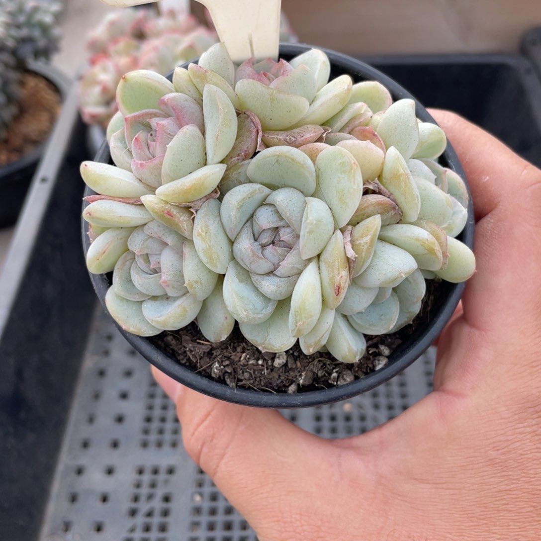 070胖虎不带盆9厘米