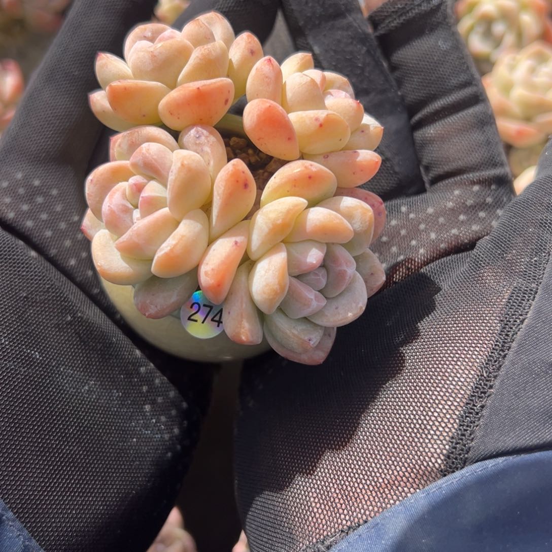 四头冰玉带盆0000000