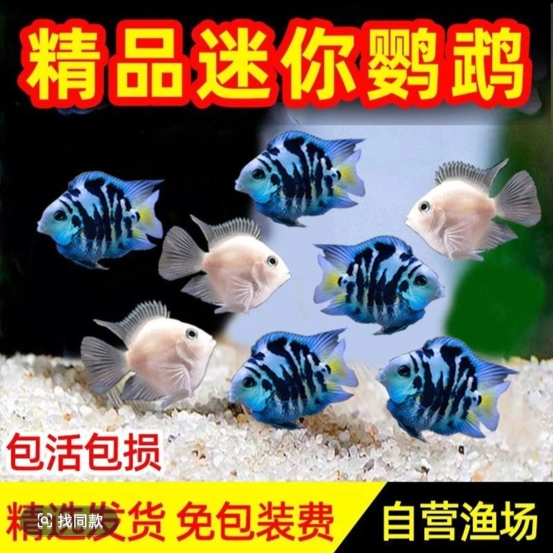 迷你鹦鹉鱼热带观赏鱼白金宝蓝胭脂粉元宝淡水鱼苗可繁殖种鱼