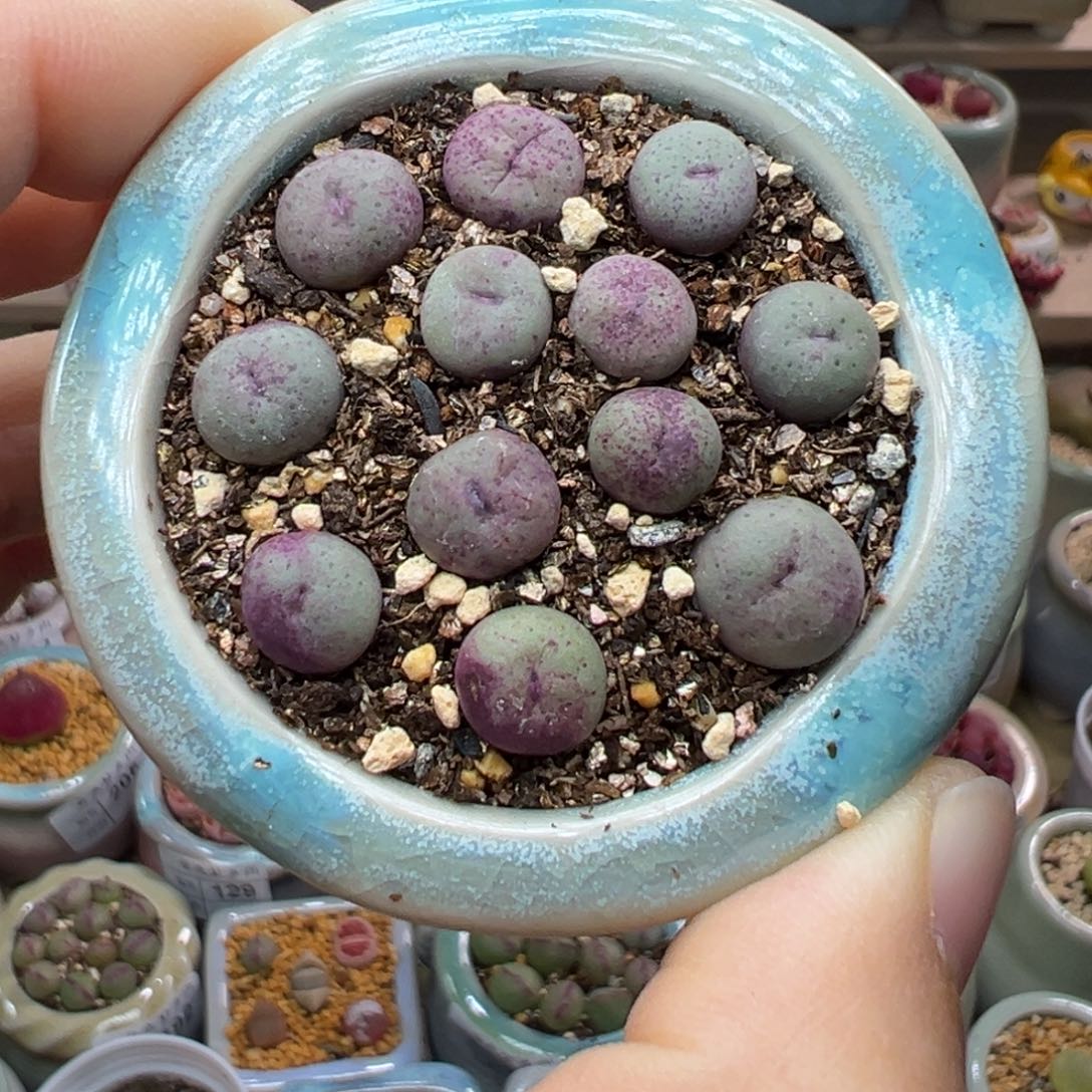 多肉植物207号紫嘴