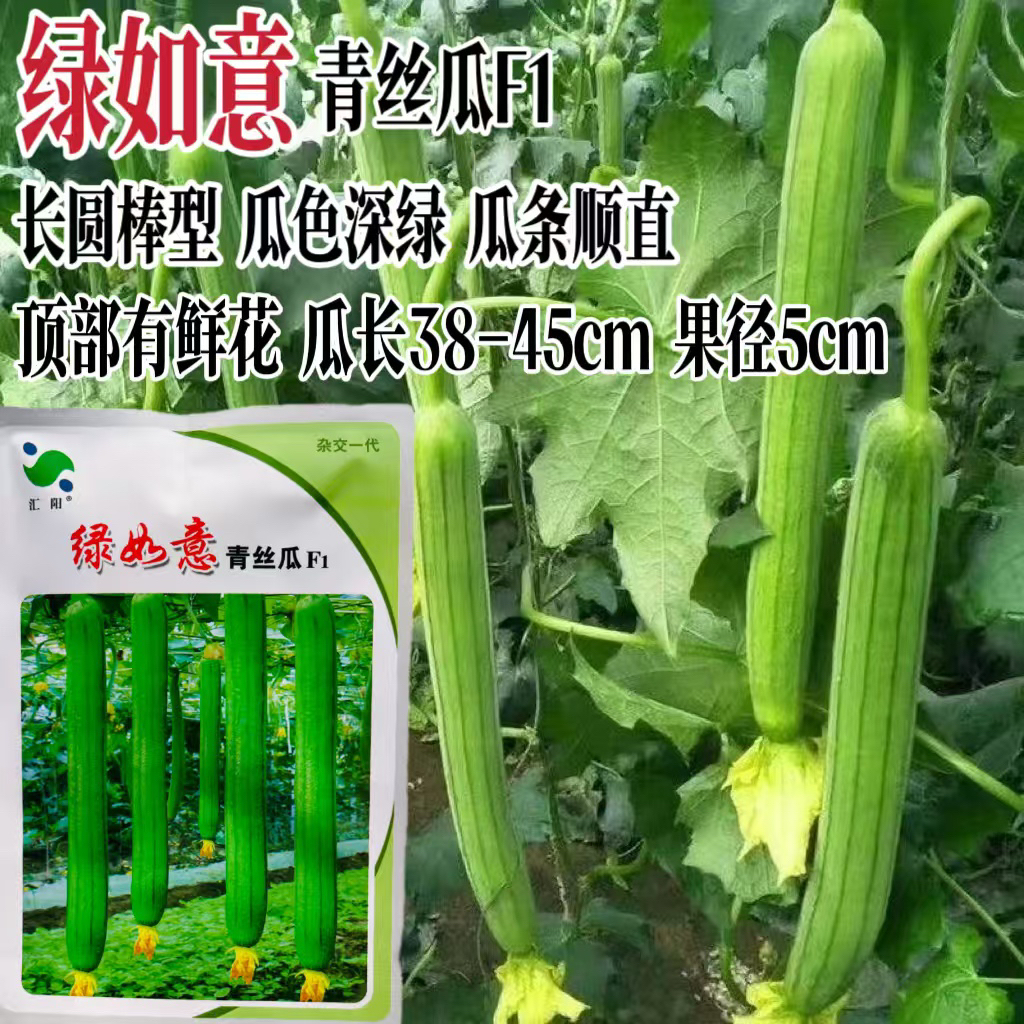 正品绿如意青丝瓜种子长香丝瓜种籽早熟高产长顺直耐热顶部有鲜花