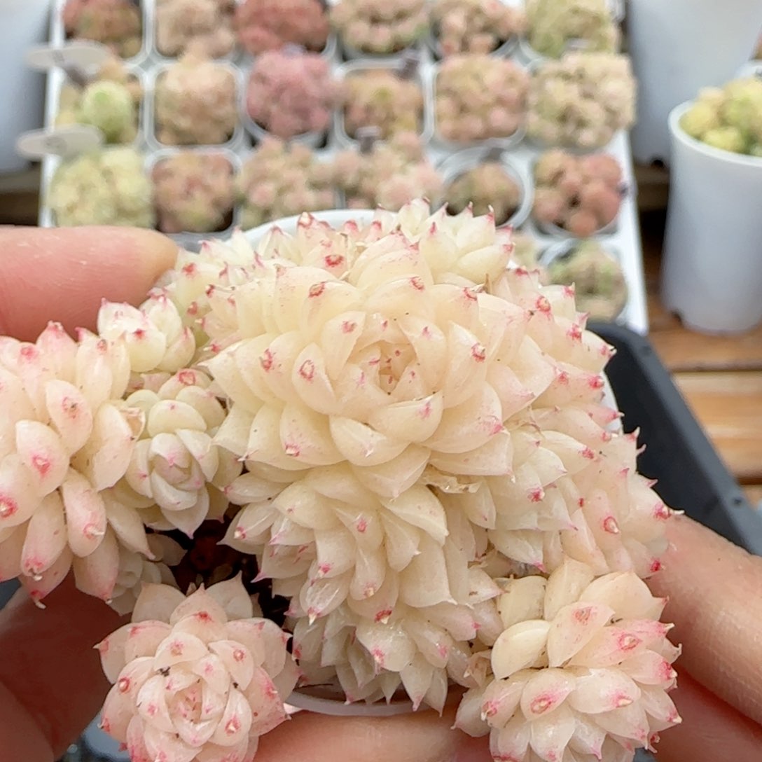 【闪购商品】0208-12油透麦杆