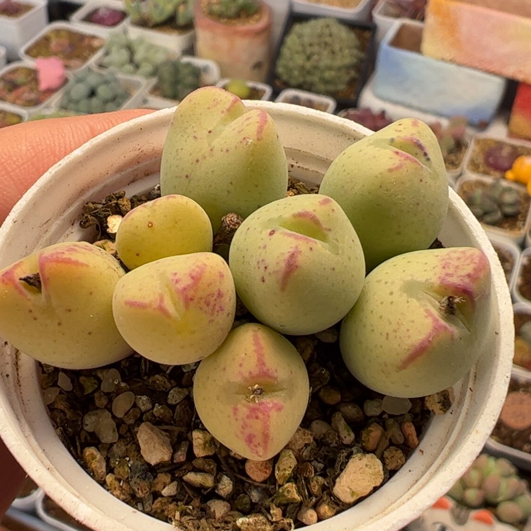 036多肉植物组合