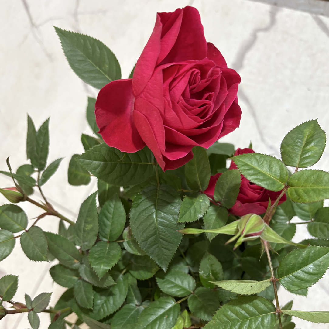 【风舞】新手易养月季四季开花耐寒热阳台庭院花卉爆花苗盆栽