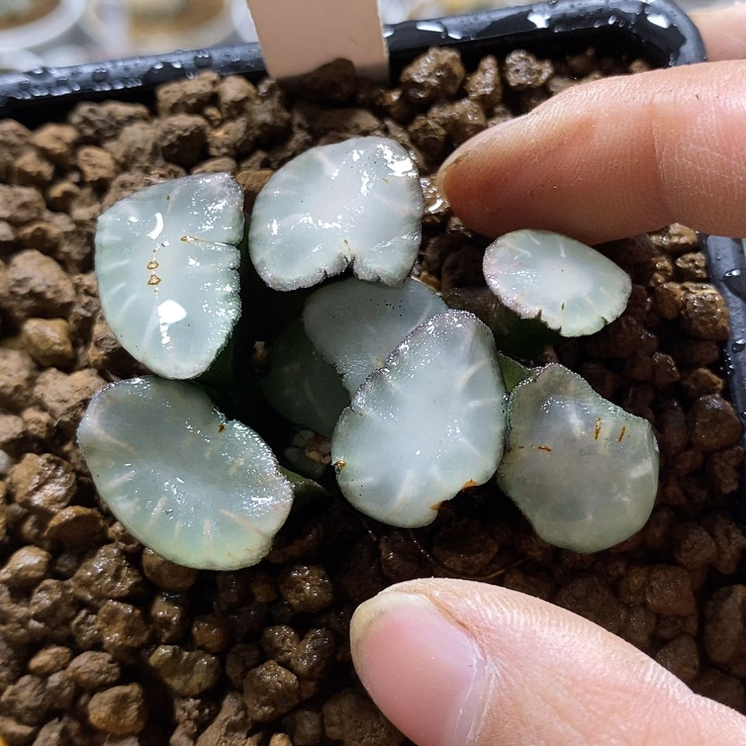 35盐湖城万象十二