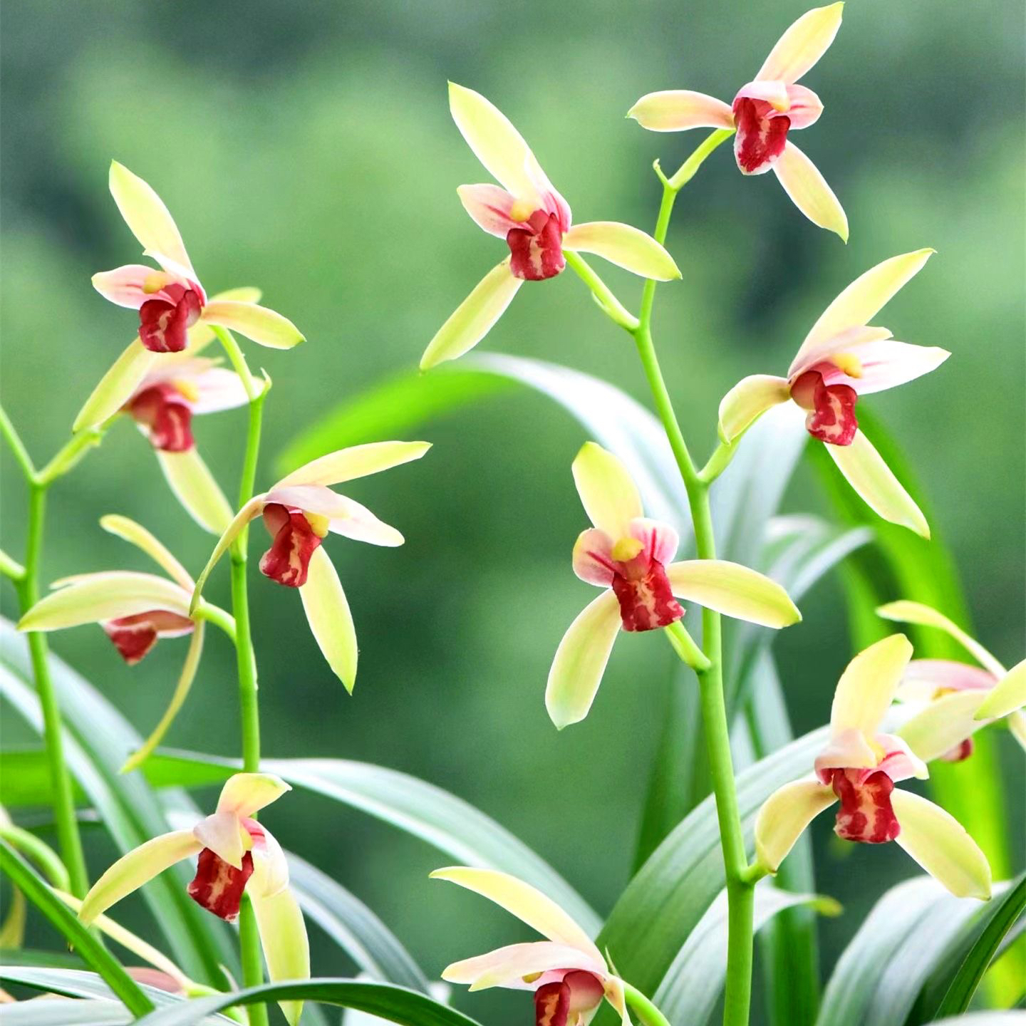 特价活动 贵妃醉酒 兰花建兰四季兰室内客厅盆栽开花浓香 花卉