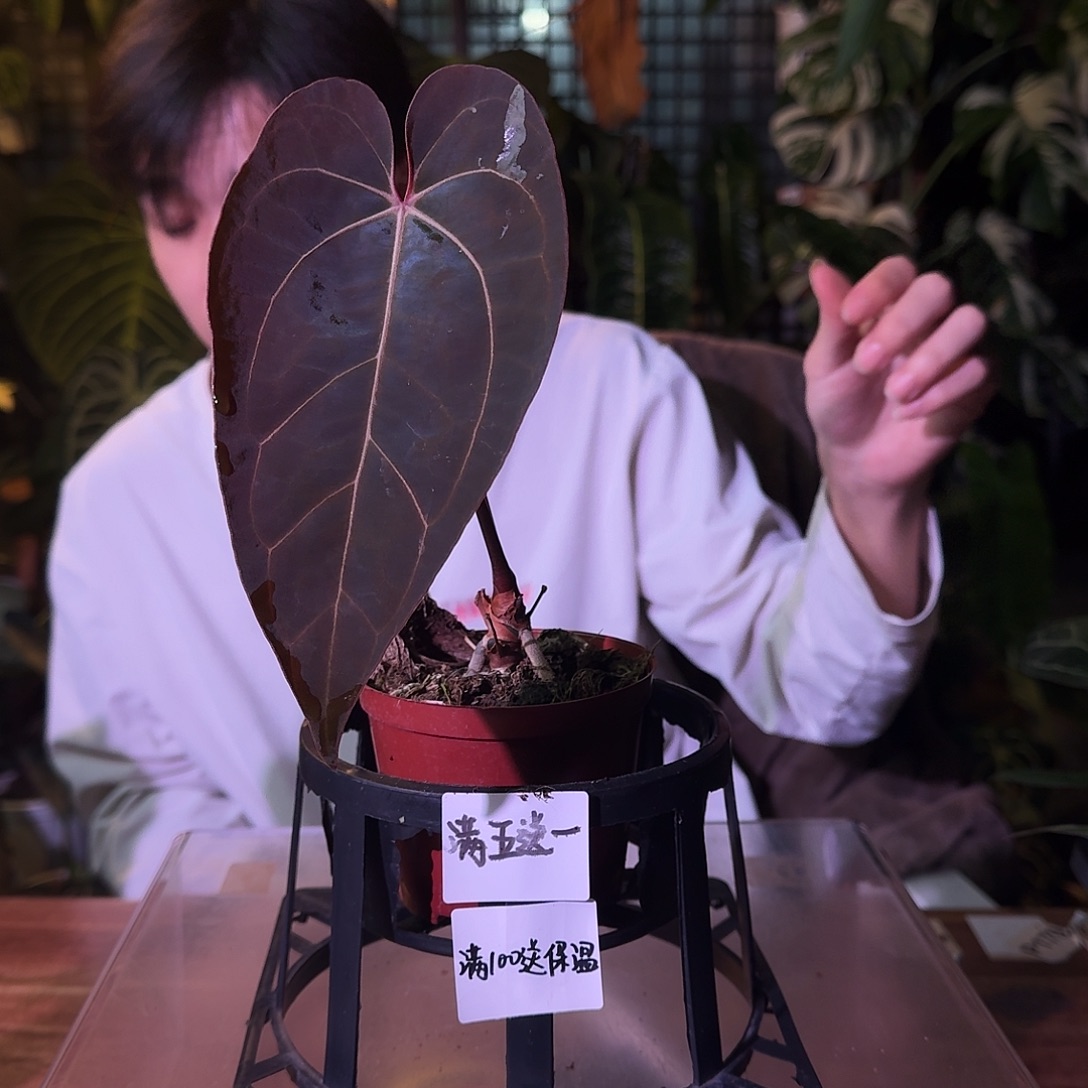 偷***懒不开花植物G252黑桃卡拉