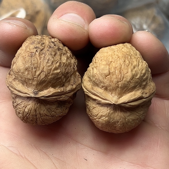 文玩核桃把件19号蟒纹元宝37