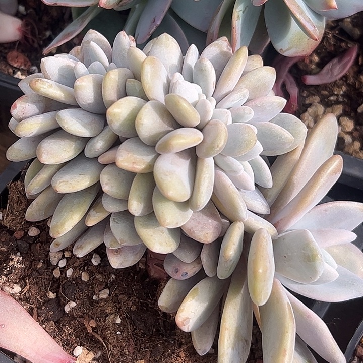 粉兔缀大群特价福利