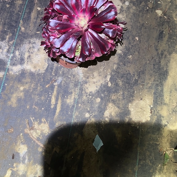 不包侧枝一物一拍36