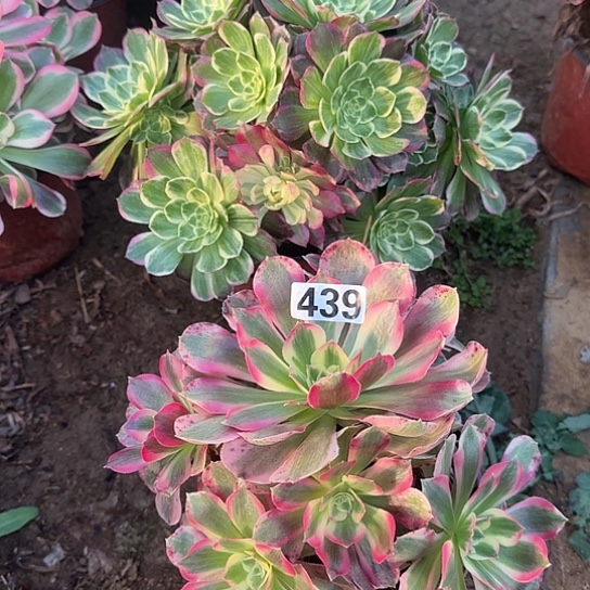 无花朵女郎439号不包断枝