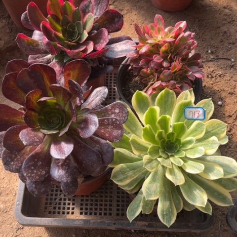 718多肉植物组合