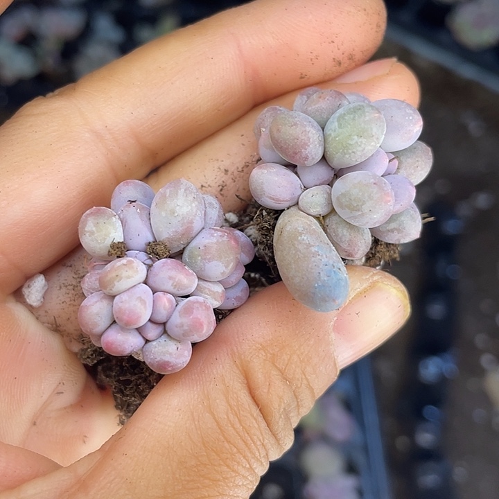 汤圆群发2颗满18包邮